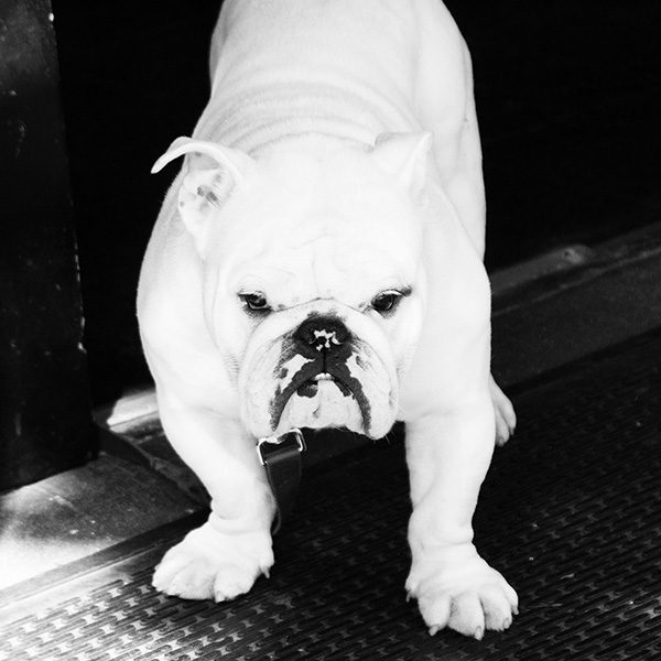 Weiße Bulldogge mit entschlossenem Blick, künstlerische Streetphotography